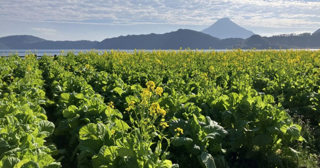 菜の花畑越しに湖と開聞岳を望む春の風景