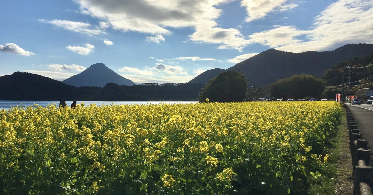 菜の花畑と湖越しに望む開聞岳の美しい風景
