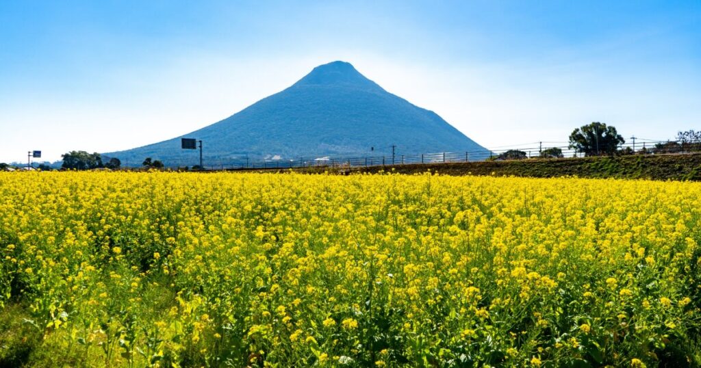 一面に広がる菜の花畑と開聞岳の春の絶景