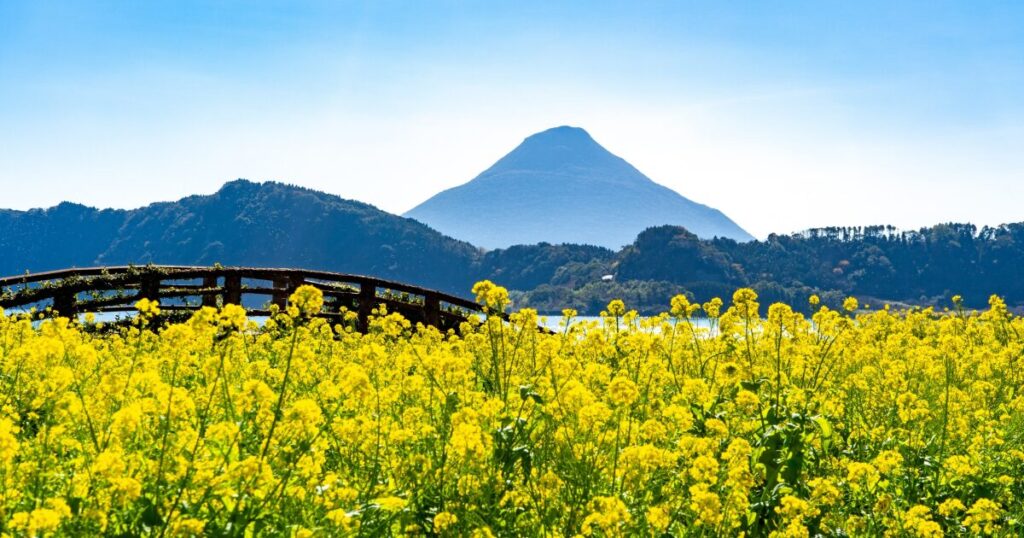 菜の花畑と橋越しに望む開聞岳の美しい風景