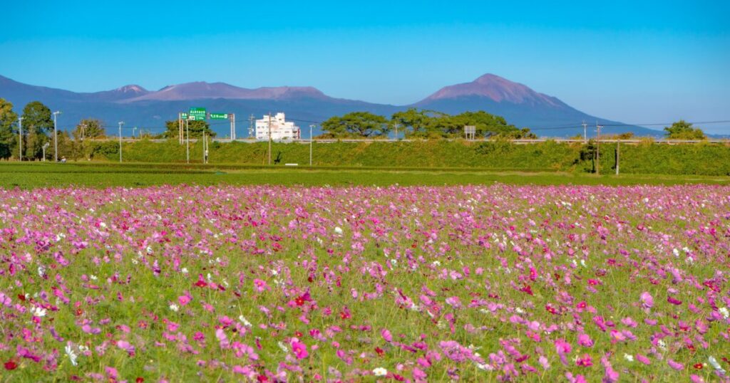 コスモス畑と霧島連山が広がる鹿児島の風景
