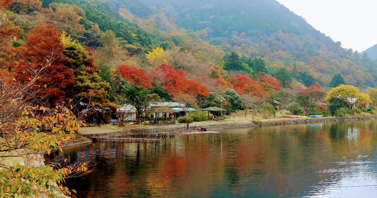紅葉が鮮やかに色づく薩摩川内市藺牟田池の湖畔