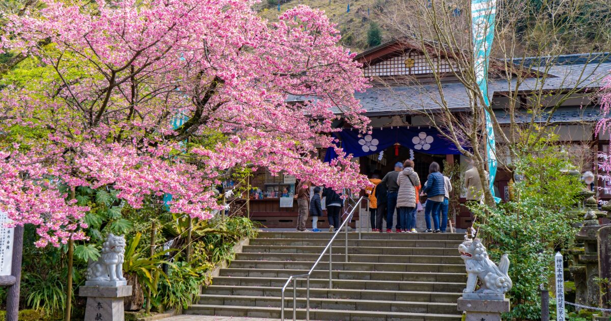 満開の寒緋桜が参道を彩る薩摩川内市の新田神社